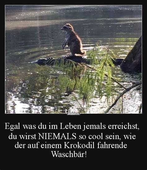 EDERESTES
Egal was du im Leben jemals erreichst,
du wirst NIEMALS so cool sein, wie
der auf einem Krokodil fahrende
Waschbär!