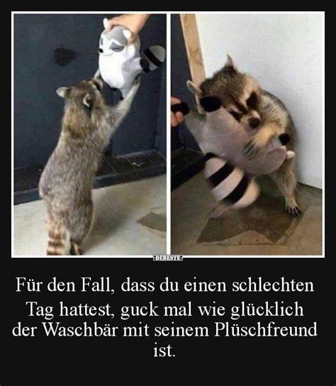 DEBESTIE:
Für den Fall, dass du einen schlechten
Tag hattest, guck mal wie glücklich
der Waschbär mit seinem Plüschfreund
ist.