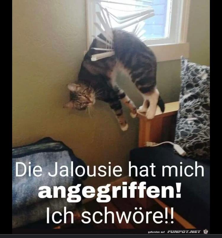 Die Jalousie hat mich
angegriffen!
Ich schwöre!!
gefunden auf FUNPOT.NET G