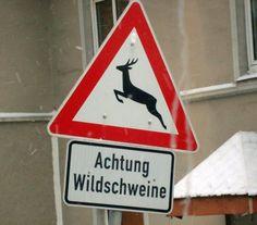 Achtung
Wildschweine