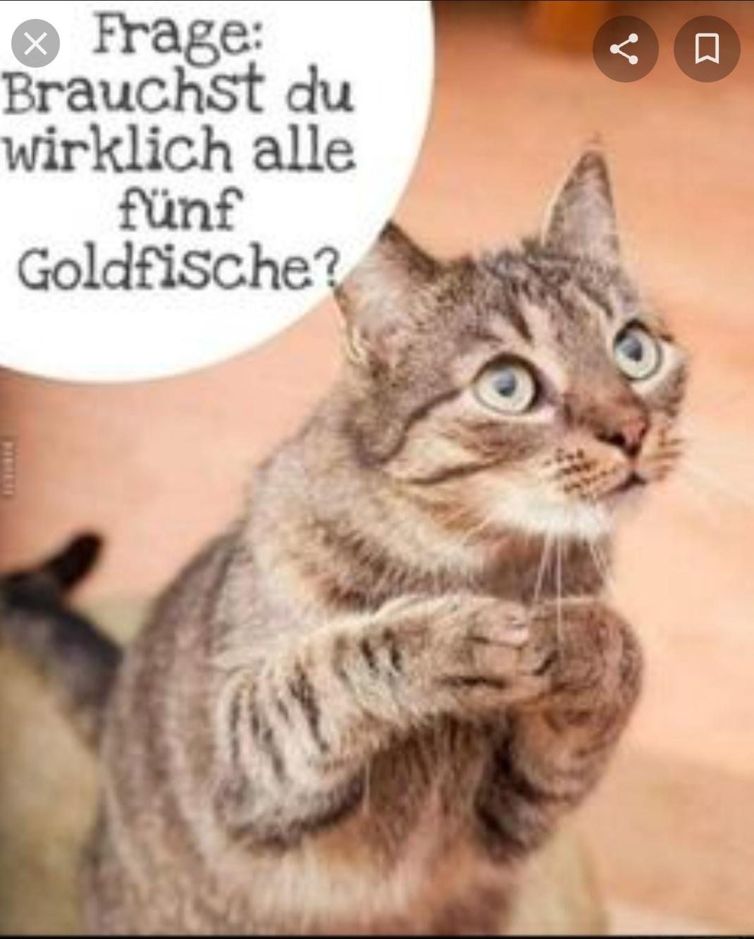 X
> Frage:
Brauchst du
wirklich alle
fünf
Goldfische?
0