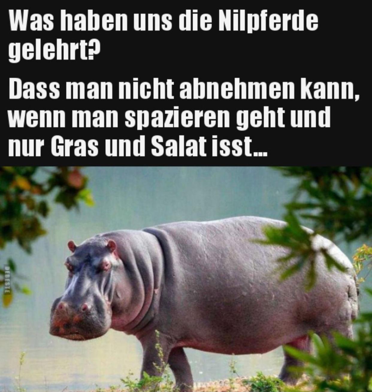 Was haben uns die Nilpferde
gelehrt?
Dass man nicht abnehmen kann,
wenn man spazieren geht und
nur Gras und Salat isst...
DEBESTE