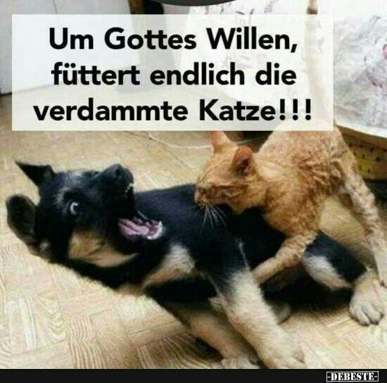 Um Gottes Willen,
füttert endlich die
verdammte Katze!!!
-DEBESTE-