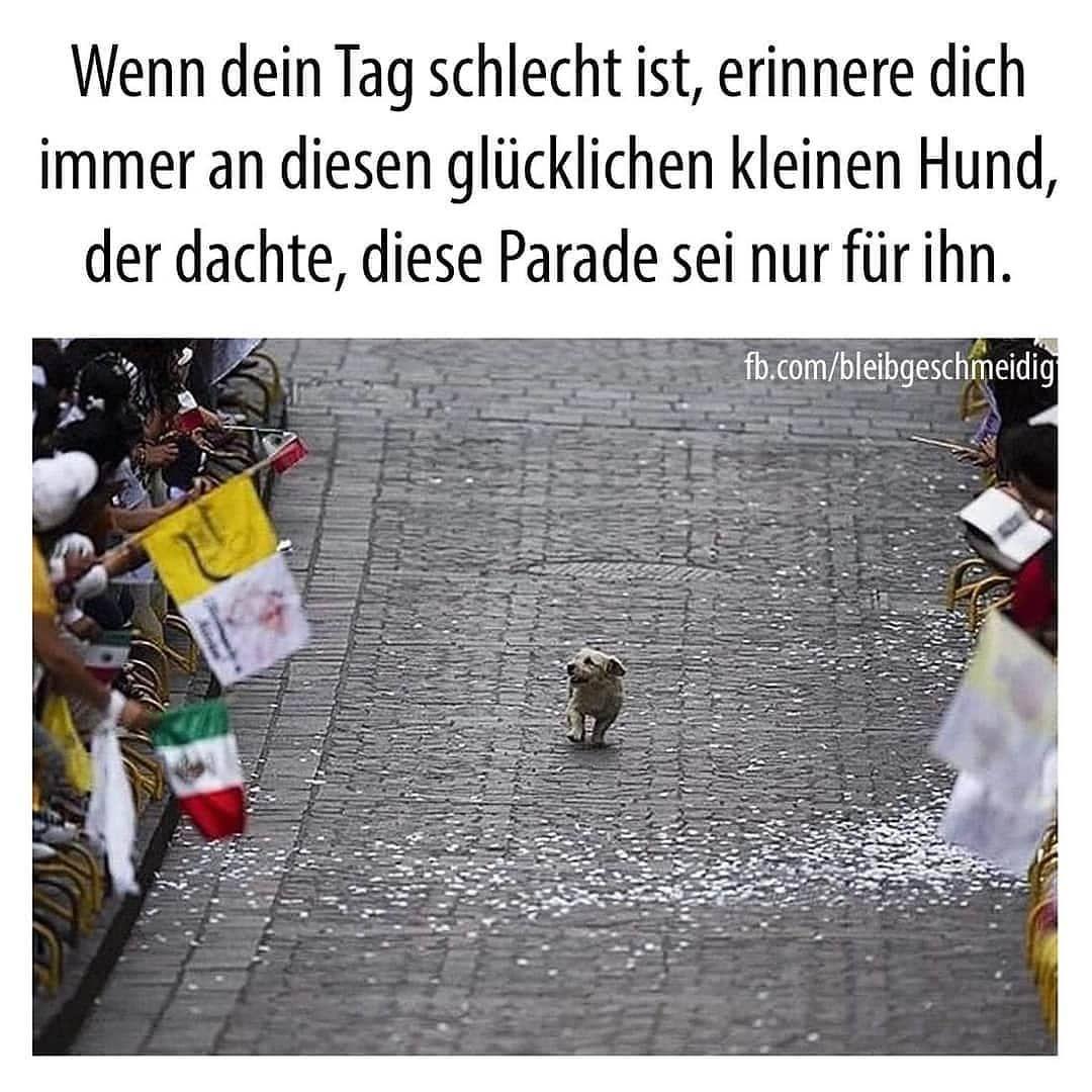 Wenn dein Tag schlecht ist, erinnere dich
immer an diesen glücklichen kleinen Hund,
der dachte, diese Parade sei nur für ihn.
fb.com/bleibgeschmeidig