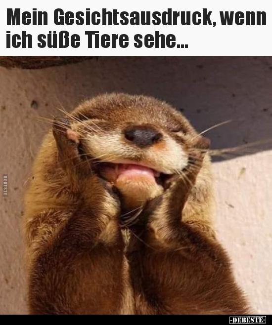 Mein Gesichtsausdruck, wenn
ich süße Tiere sehe...
BEBESTE
-DEBESTE-