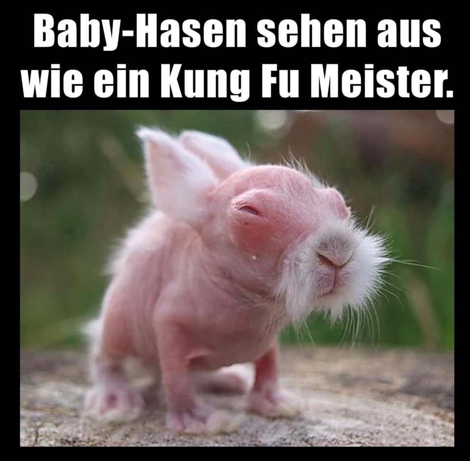 Baby-Hasen sehen aus
wie ein Kung Fu Meister.