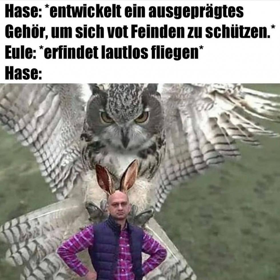 Hase: *entwickelt ein ausgeprägtes
Gehör, um sich vot Feinden zu schützen.*
Eule: *erfindet lautlos fliegen*
Hase:
DISH