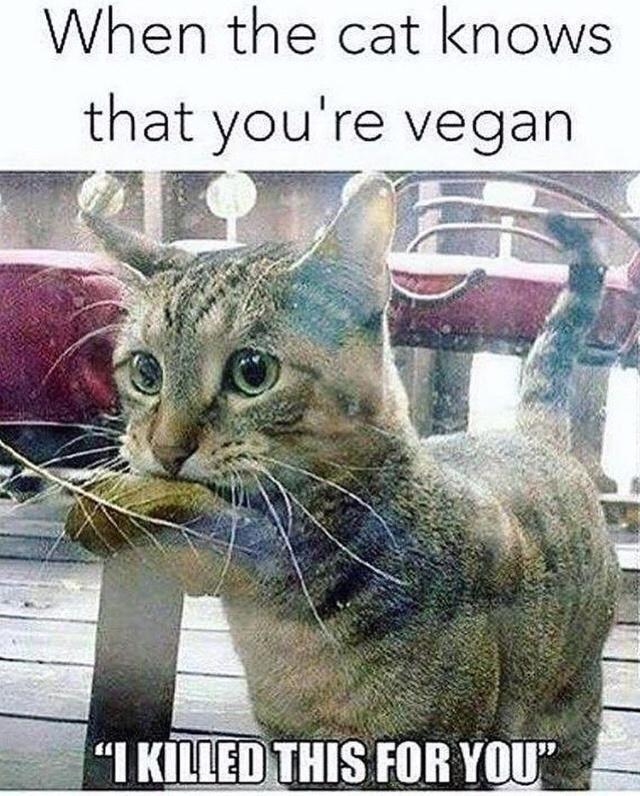 When the cat knows
that you're vegan
"I KILLED THIS FOR YOU"