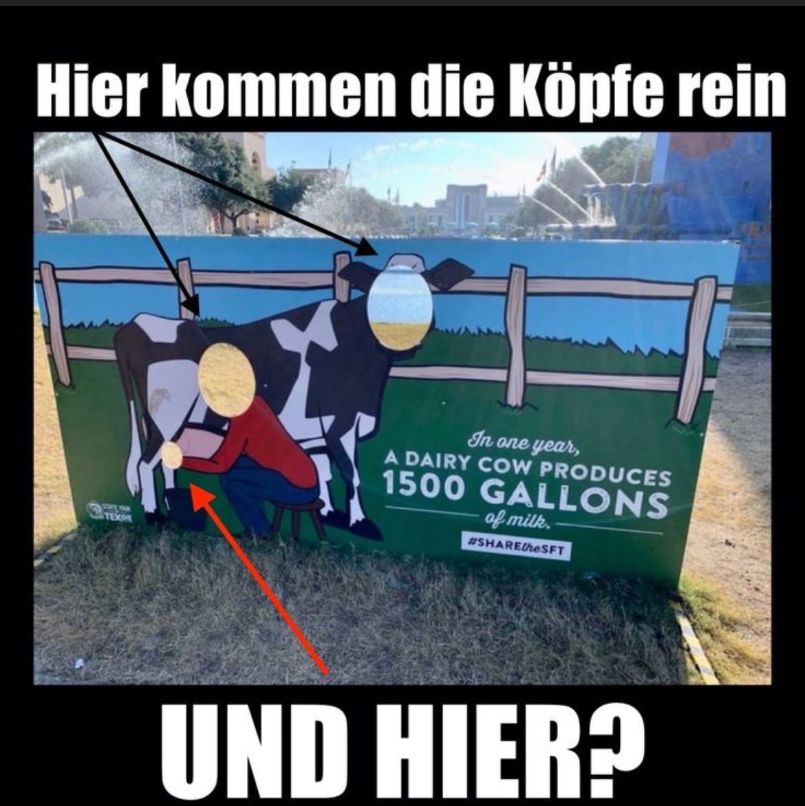 Hier kommen die Köpfe rein
STATY FAIR
TEX
In one year,
A DAIRY COW PRODUCES
1500 GALLONS
of milk.
#SHARE/heSFT
UND HIER?