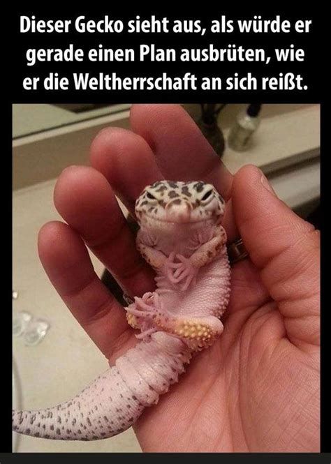 Dieser Gecko sieht aus, als würde er
gerade einen Plan ausbrüten, wie
er die Weltherrschaft an sich reißt.