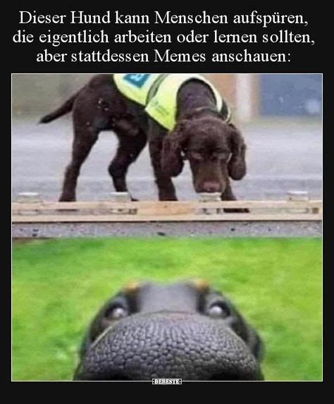 Dieser Hund kann Menschen aufspüren,
die eigentlich arbeiten oder lernen sollten,
aber stattdessen Memes anschauen:
DEBESTE