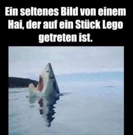 Ein seltenes Bild von einem
Hai, der auf ein Stück Lego
getreten ist.