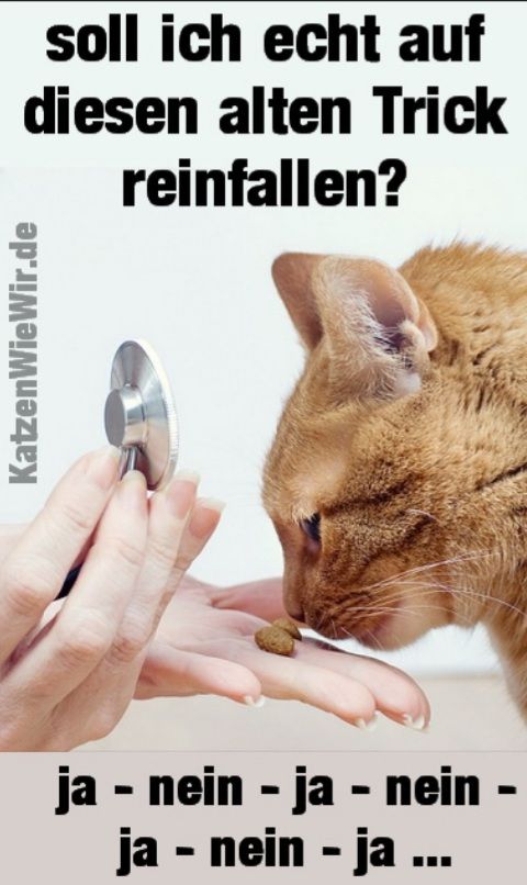 soll ich echt auf
diesen alten Trick
reinfallen?
KatzenWieWir.de
ja - nein - ja - nein -
ja - nein - ja ...