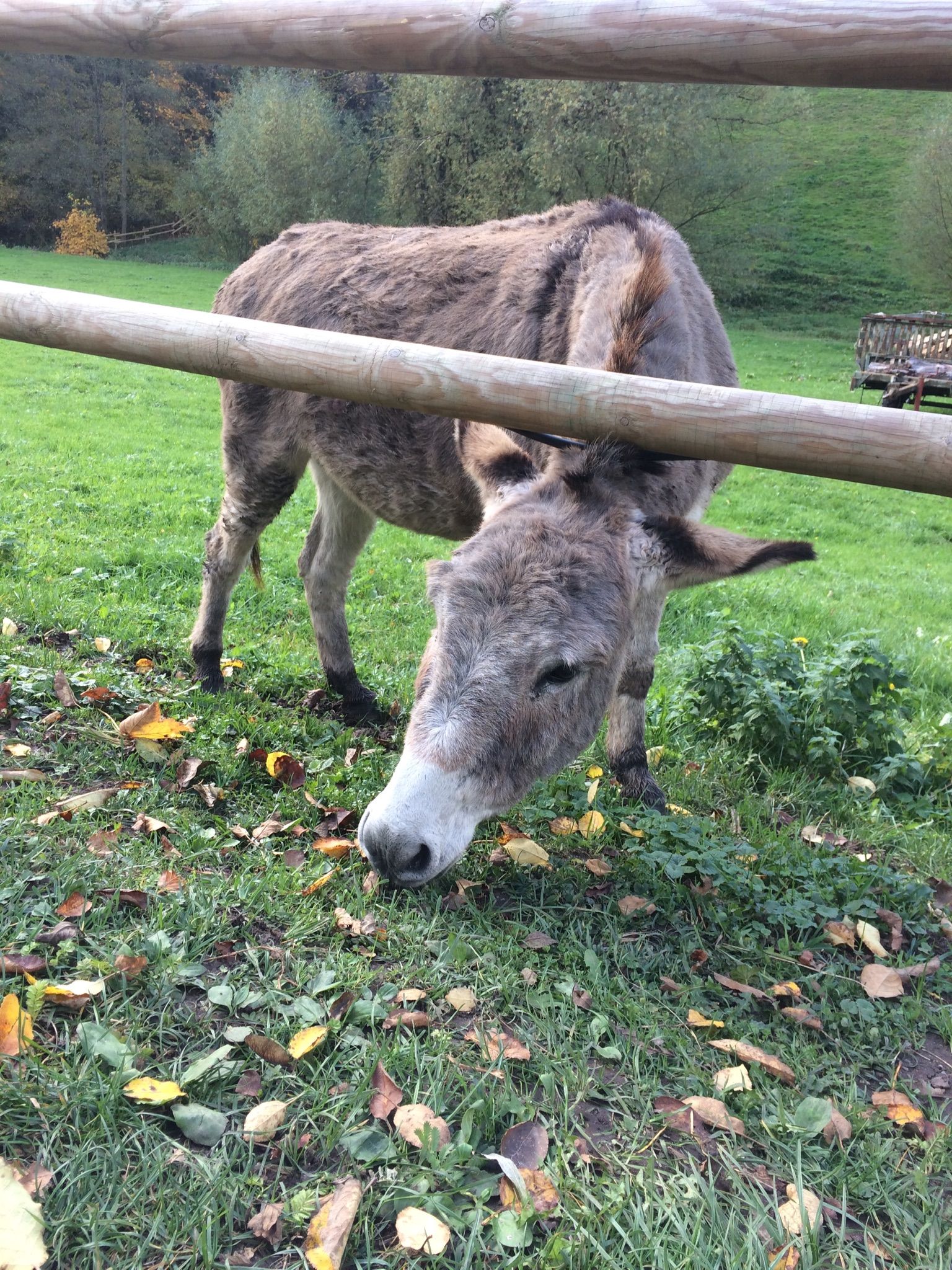 Ein Esel steht hinter einem Holzzaun und frisst Gras. Der Esel hat graues Fell und einen weißen Kopf. Im Hintergrund sind Bäume und eine Wiese zu sehen.