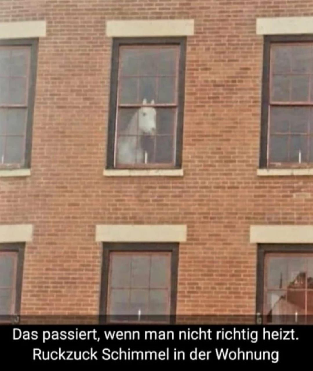 Ein weißes Pferd schaut aus einem Fenster in einem Backsteingebäude. Unter dem Bild steht: "Das passiert, wenn man nicht richtig heizt. Ruckzuck Schimmel in der Wohnung."