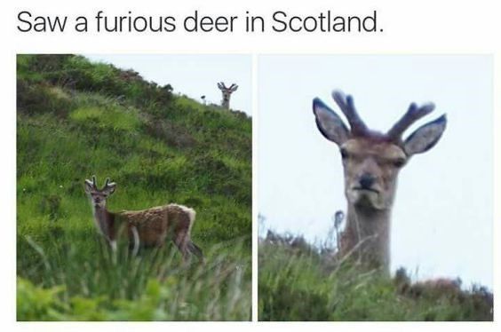 Saw a furious deer in Scotland.