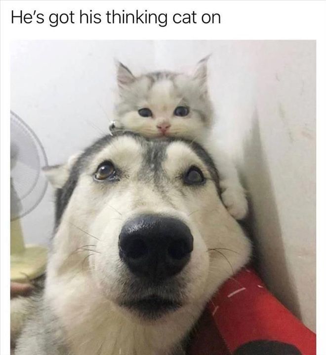 He's got his thinking cat on