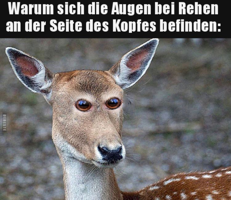 Warum sich die Augen bei Rehen
an der Seite des Kopfes befinden:
DEBESTE