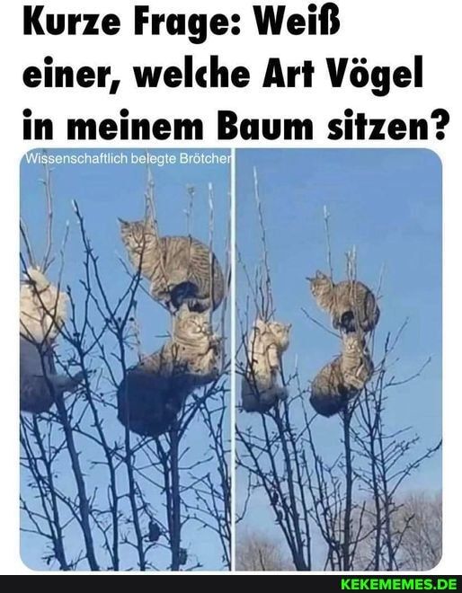 Kurze Frage: Weiß
einer, welche Art Vögel
in meinem Baum sitzen?
Wissenschaftlich belegte Brötcher
KEKEMEMES.DE