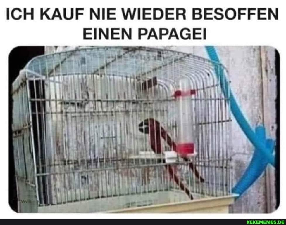 ICH KAUF NIE WIEDER BESOFFEN
EINEN PAPAGEI
KEKEMEMES.DE