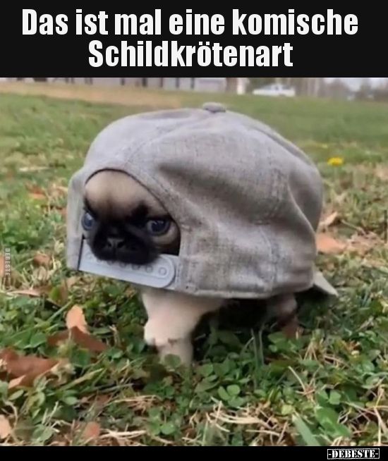 DERESTE
Das ist mal eine komische
Schildkrötenart
-DEBESTE-