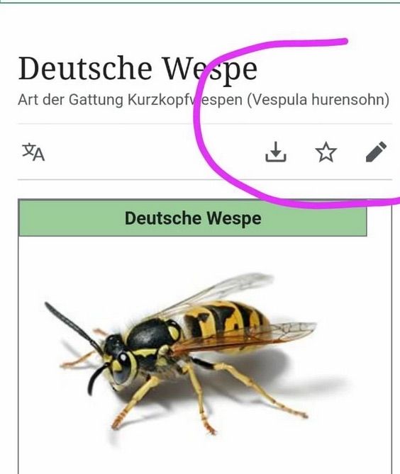 Deutsche Wespe
Art der Gattung Kurzkopf espen (Vespula hurensohn)
A
Deutsche Wespe