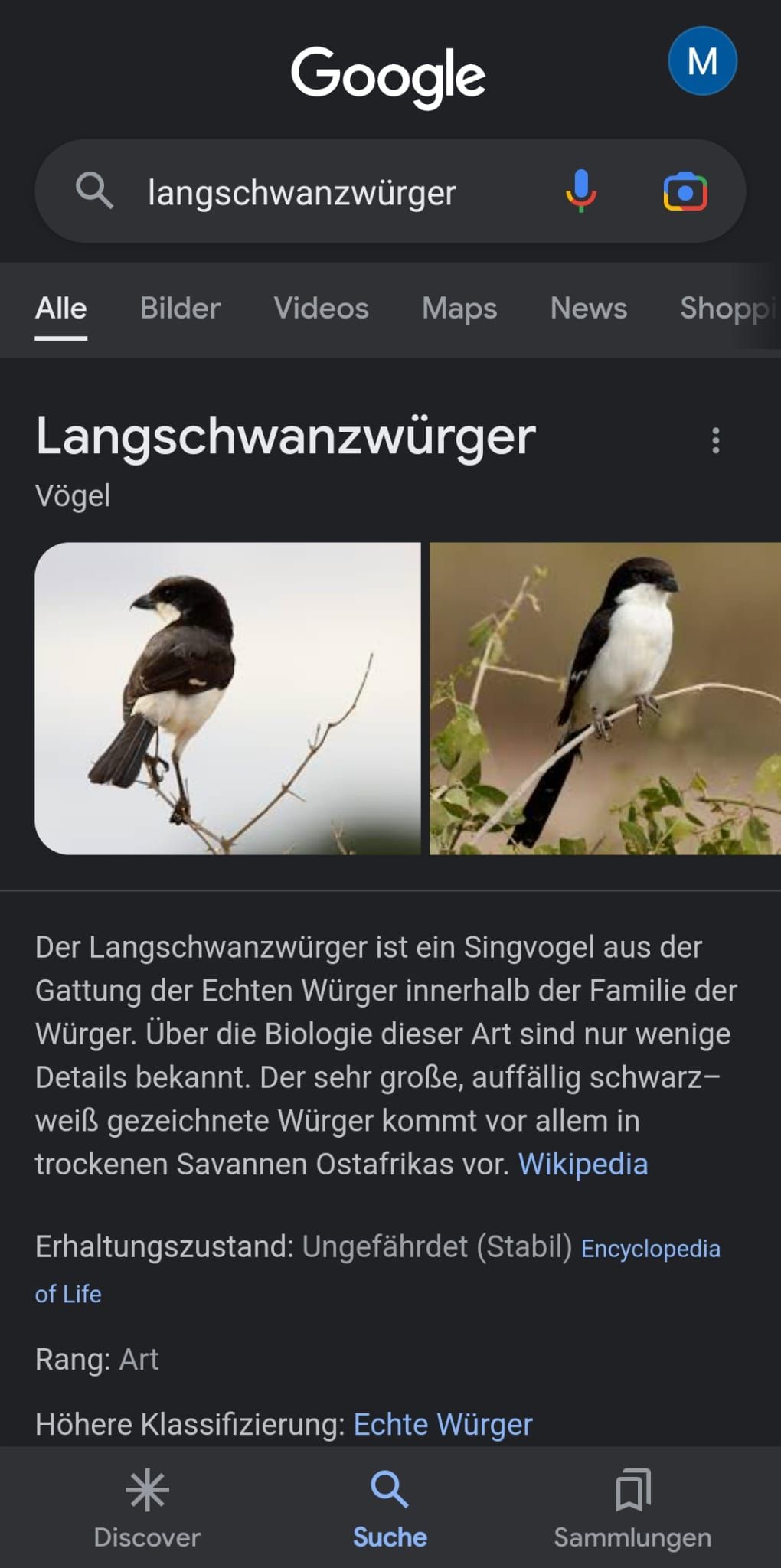 Qlangschwanzwürger
Alle Bilder Videos Maps
Google
Langschwanzwürger
Vögel
of Life
Rang: Art
Höhere Klassifizierung: Echte Würger
Q
Suche
Discover
News
M
Der Langschwanzwürger ist ein Singvogel aus der
Gattung der Echten Würger innerhalb der Familie der
Würger. Über die Biologie dieser Art sind nur wenige
Details bekannt. Der sehr große, auffällig schwarz-
weiß gezeichnete Würger kommt vor allem in
trockenen Savannen Ostafrikas vor. Wikipedia
Erhaltungszustand: Ungefährdet (Stabil) Encyclopedia
Shoppi
:
Sammlungen