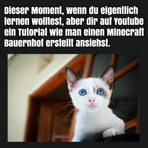 Dieser Moment, wenn du eigentlich
lernen wolltest, aber dir auf Youtube
ein Tutorial wie man einen Minecraft
Bauernhof erstellt ansiehst.