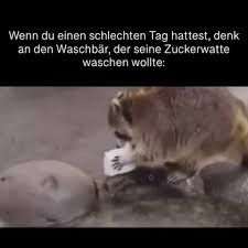 Wenn du einen schlechten Tag hattest, denk
an den Waschbär, der seine Zuckerwatte
waschen wollte:
4