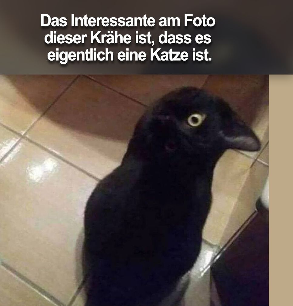 Das Interessante
am Foto
dieser Krähe ist, dass es
eigentlich eine Katze ist.