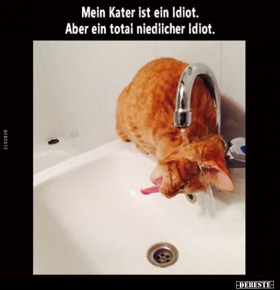 DEBESTE
Mein Kater ist ein Idiot.
Aber ein total niedlicher Idiot.
-DEBESTE-