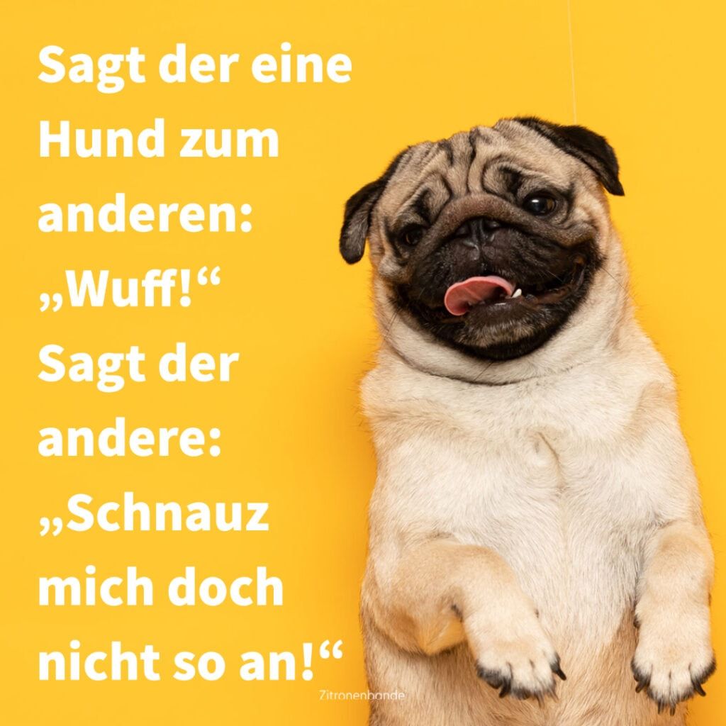 Sagt der eine
Hund zum
anderen:
"Wuff!"
Sagt der
andere:
,,Schnauz
mich doch
nicht so an!"
Zitronenbande