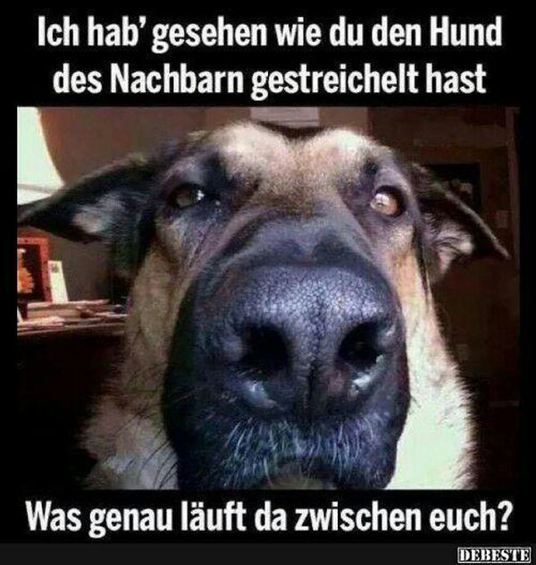 Ich hab' gesehen wie du den Hund
des Nachbarn gestreichelt hast
Was genau läuft da zwischen euch?
DEBESTE