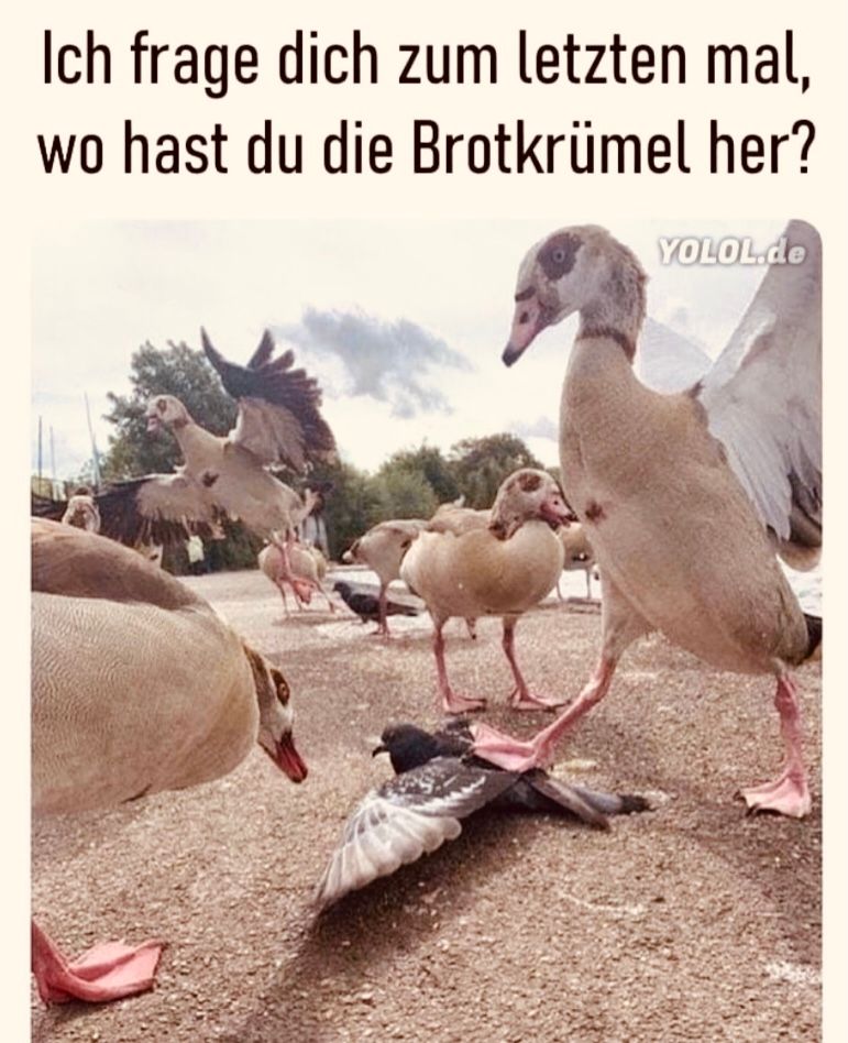 Ich frage dich zum letzten mal,
wo hast du die Brotkrümel her?
YOLOL.de