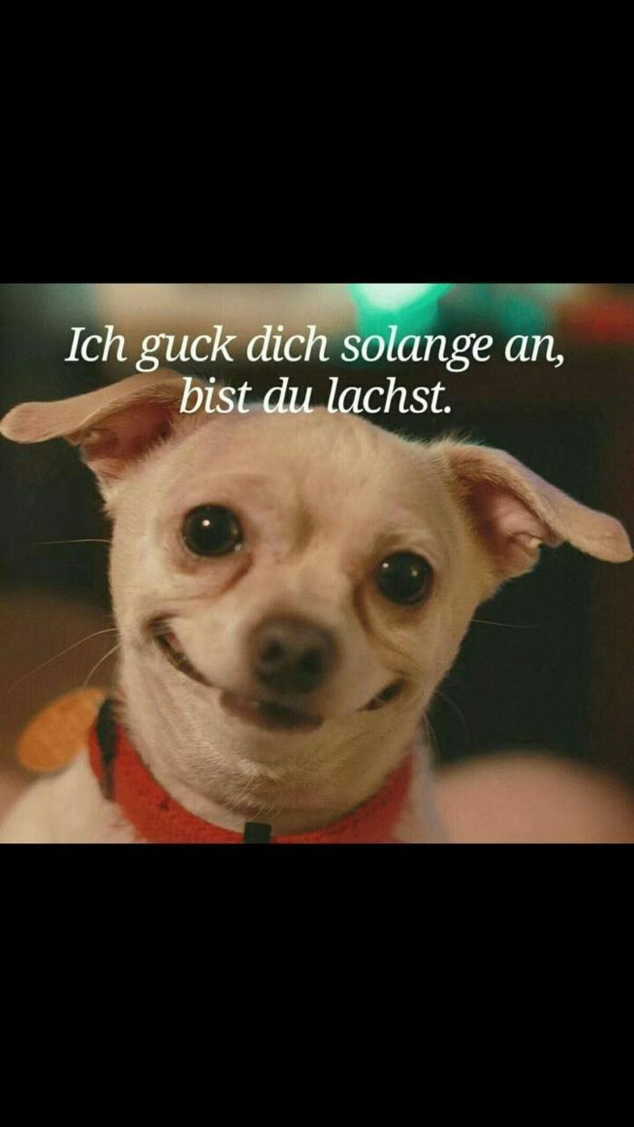 Ein kleiner Hund mit einem roten Halsband schaut mit einem seltsamen Lächeln direkt in die Kamera. Über dem Hund steht: "Ich guck dich solange an, bis du lachst."