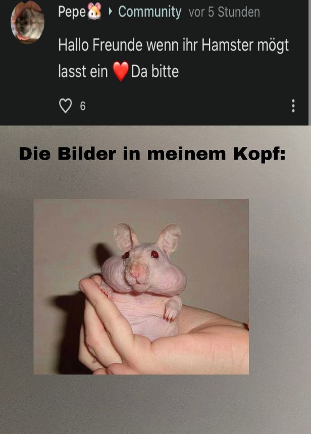 Pepe
Community vor 5 Stunden
Hallo Freunde wenn ihr Hamster mögt
lasst ein Da bitte
6
Die Bilder in meinem Kopf: