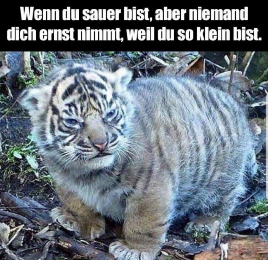 Wenn du sauer bist, aber niemand
dich ernst nimmt, weil du so klein bist.