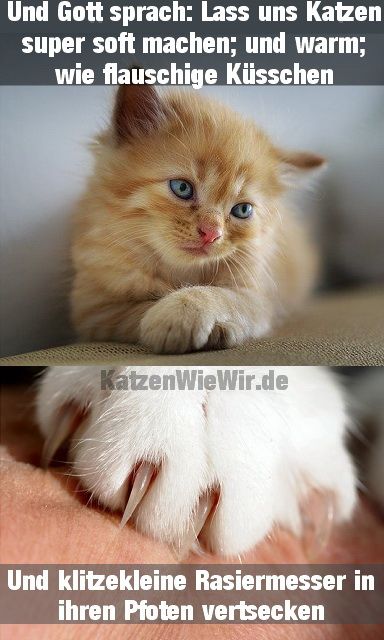 Und Gott sprach: Lass uns Katzen
super soft machen; und warm;
wie flauschige Küsschen
KatzenWieWir.de
Und klitzekleine Rasiermesser in
ihren Pfoten vertsecken