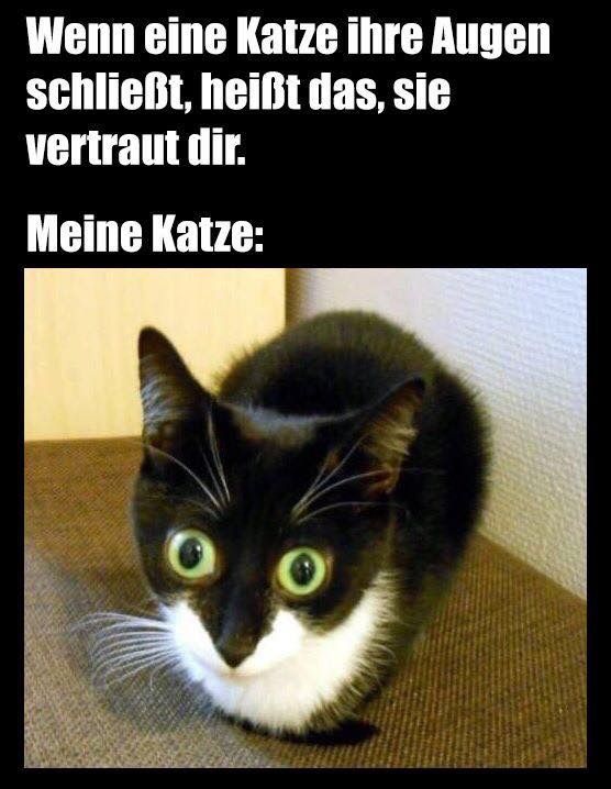 Wenn eine Katze ihre Augen
schließt, heißt das, sie
vertraut dir.
Meine Katze: