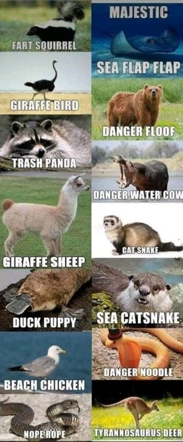 FART SQUIRREL
GIRAFFE BIRD
TRASH PANDA
GIRAFFE SHEEP
BEACH CHICKEN
MAJESTIC
NOPE ROPE
SEA FLAP FLAP
DANGER FLOOF
DANGER WATER COW
DUCK PUPPY SEA CATSNAKE
CAT SNAKE
DANGER NOODLE
TYRANNOSAURUS DEER