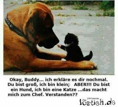 Okay, Buddy... ich erkläre es dir nochmal.
Du bist groß, ich bin klein; ABER!!! Du bist
ein Hund, ich bin eine Katze...das macht
mich zum Chef. Verstanden??
Istich.de