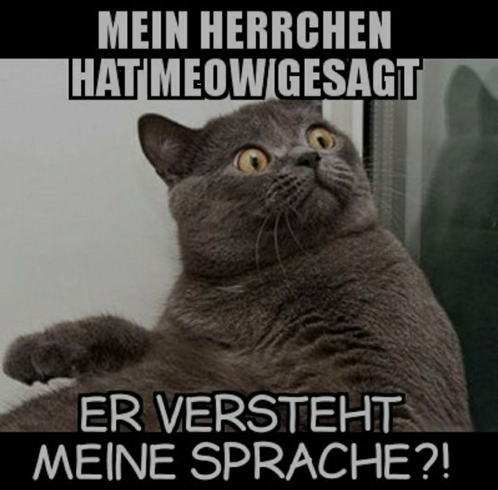 MEIN HERRCHEN
HAT MEOW GESAGT
O
ER VERSTEHT
MEINE SPRACHE?!