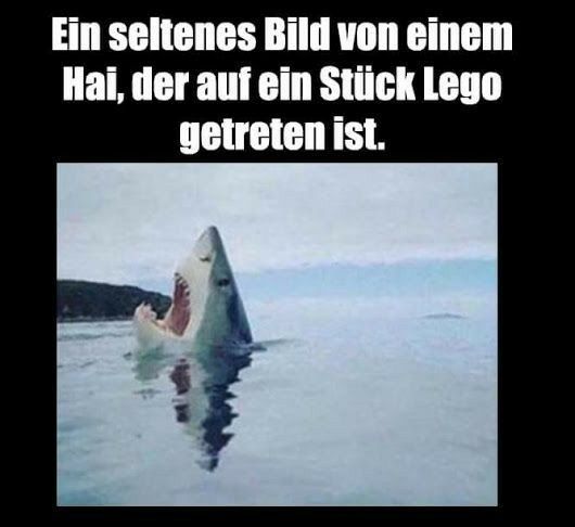 Ein seltenes Bild von einem
Hai, der auf ein Stück Lego
getreten ist.