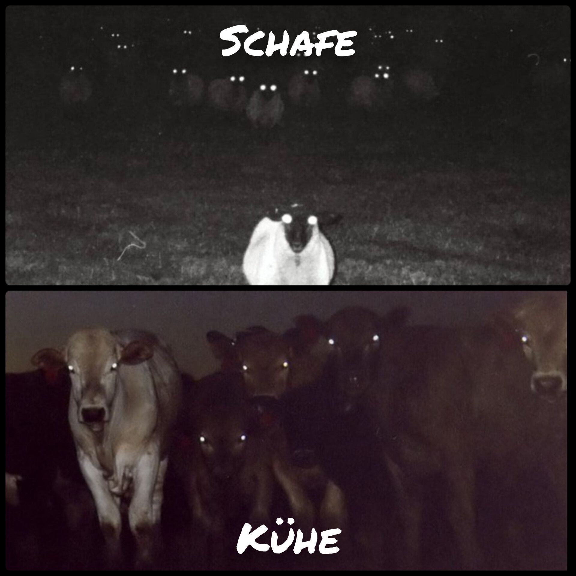 SCHAFE
KÜHE