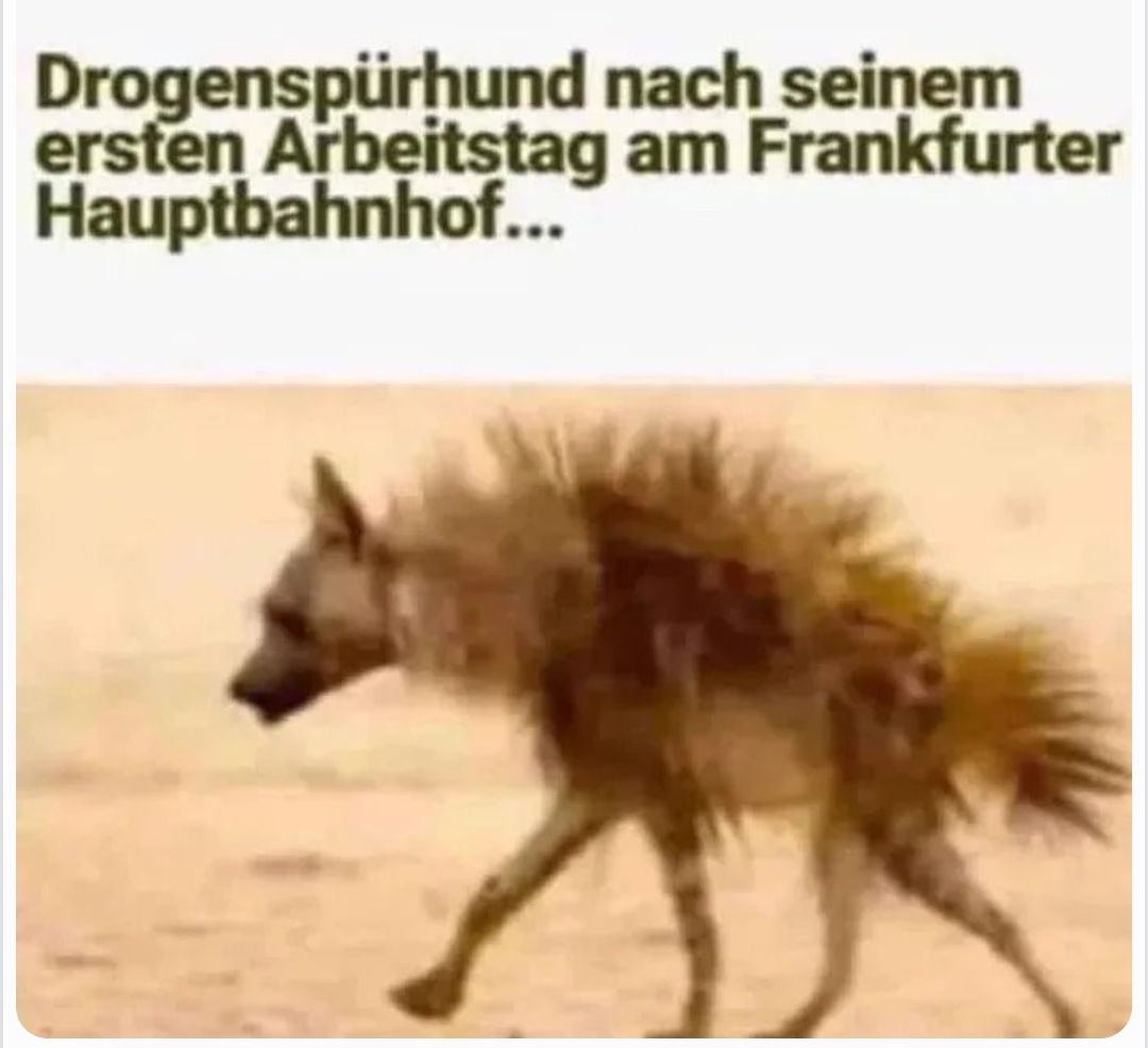 Drogenspürhund
nach seinem
ersten Arbeitstag am Frankfurter
Hauptbahnhof...