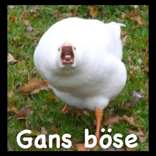 Gans böse