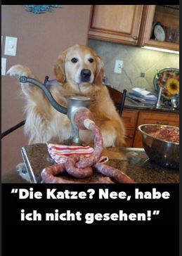 "Die Katze? Nee, habe
ich nicht gesehen!"