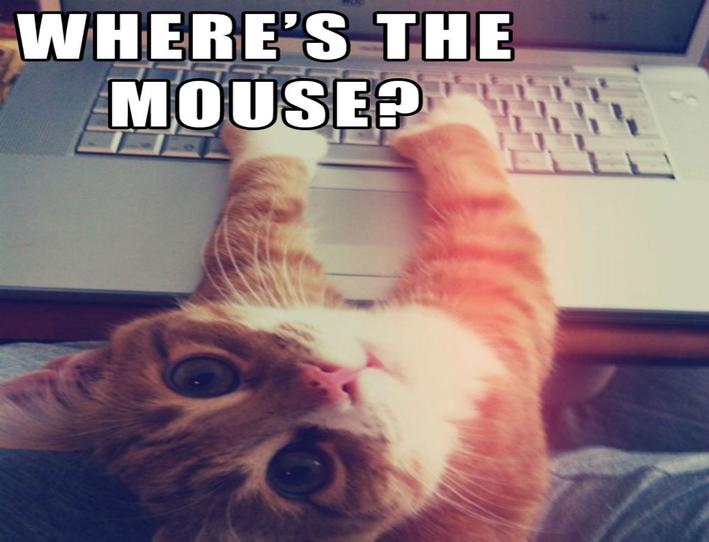 WHERE'S THE
MOUSE?