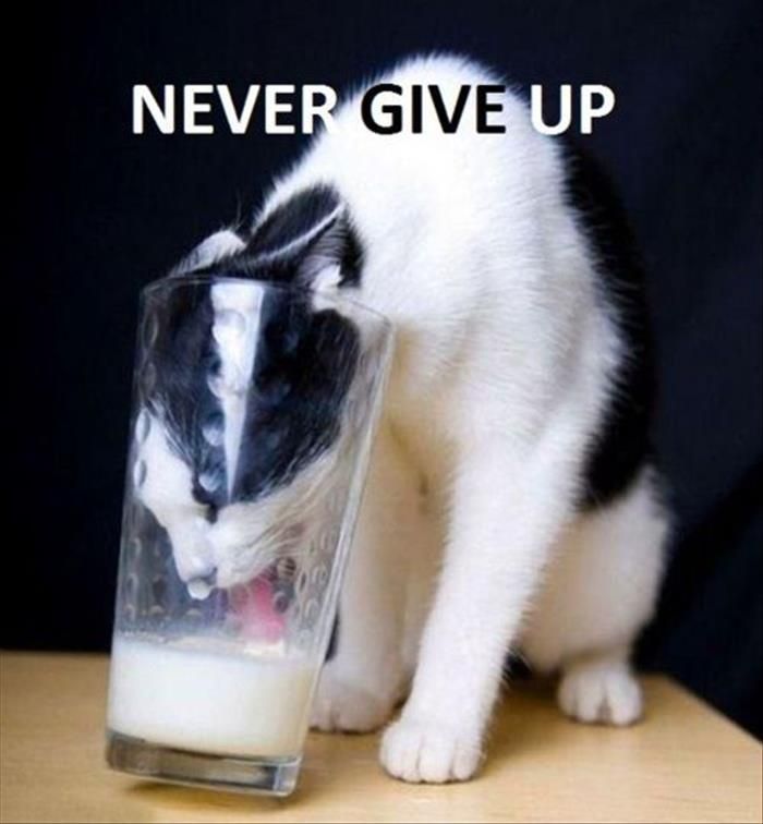 NEVER GIVE UP