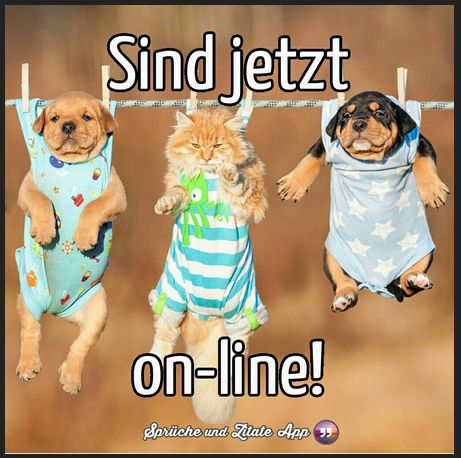 Sind jetzt
on-line!
Sprüche und Zitate App
35